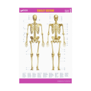 Gürbüz 31013 İskelet Sistemi Haritası - GÜRBÜZ